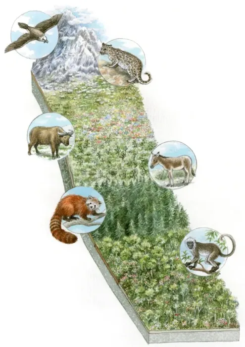 Framed Print : Illustration of wild animals whose habitat is snowy mountains, Great Plains, prairie, bamboo forest, jungle and tropical rainforest zones Framed Print : Illustration of wild animals whose habitat is snowy mountains, Great Plains, prairie, bamboo forest, jungle and tropical rainforest zones