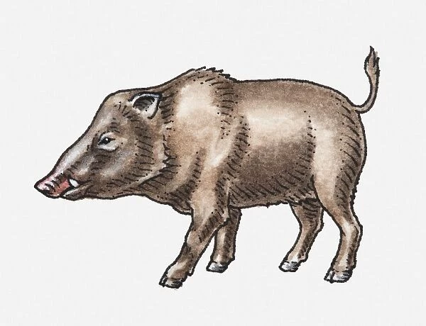 Illustration of Wild Boar (Sus scrofa), standing, head in profile