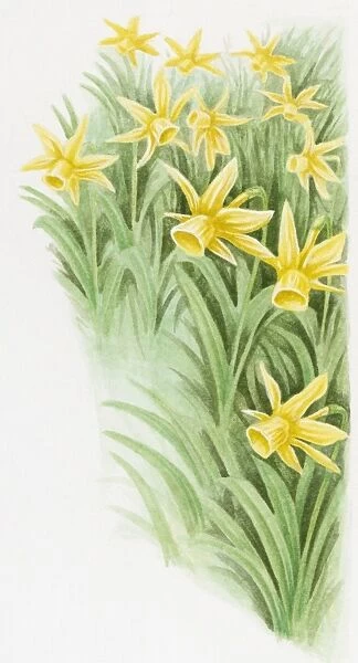 Illustration of Wild Daffodils (Narcissus pseudonarcissus)