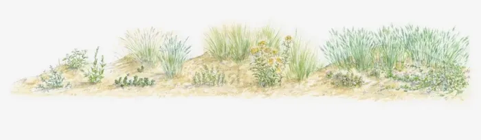 Framed Print : Illustration of wild flowers growing on sand dune Framed Print : Illustration of wild flowers growing on sand dune