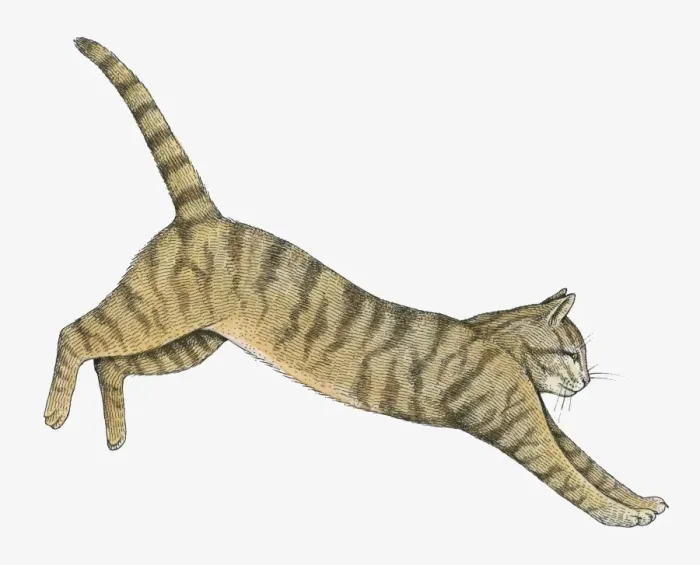 Framed Print : Illustration of Wildcat (Felis silvestris) Framed Print : Illustration of Wildcat (Felis silvestris)