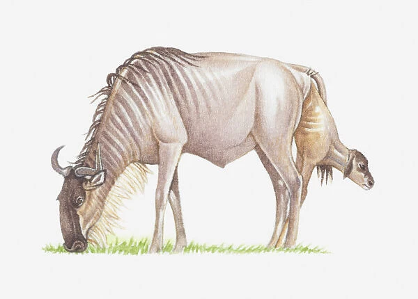 Illustration of wildebeest giving birth while grazing