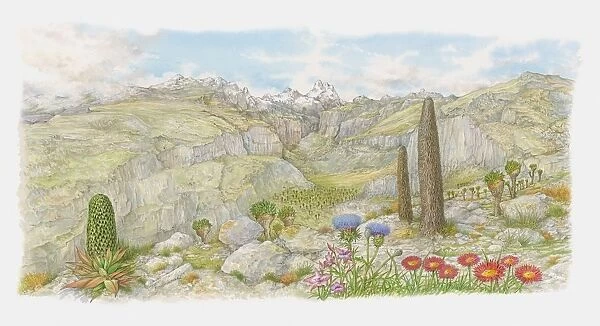 Illustration of wildflowers in Kenyas highland and mountain region
