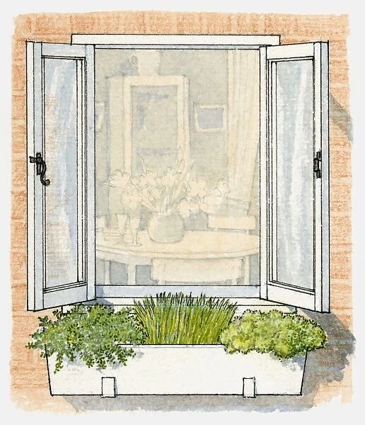 Illustration of window box containing herbs including chives and parsley