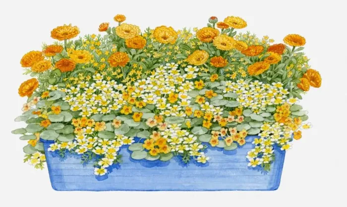 Framed Print : Illustration of windowbox containing Limnanthes douglasii (Poached egg plant), Calendula officinalis (Pot marigold), Tropaeolum nanum Tom Thumb (Nasturtium) Framed Print : Illustration of windowbox containing Limnanthes douglasii (Poached egg plant), Calendula officinalis (Pot marigold), Tropaeolum nanum Tom Thumb (Nasturtium)