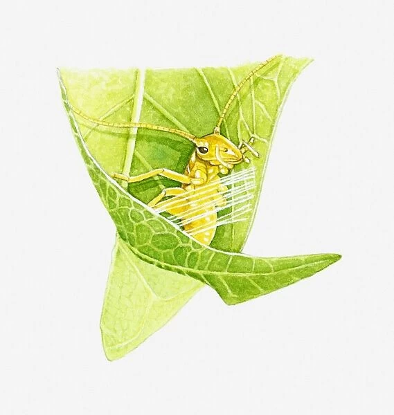 Illustration of Wingless Cricket (Saga pedo) in leaf