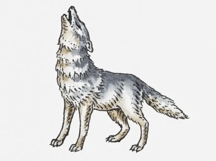 Framed Print : Illustration of wolf howling Framed Print : Illustration of wolf howling