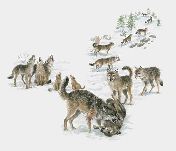 Illustration of wolf pack
