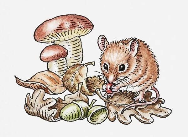 Illustration of wood mouse (Apodemus sylvaticus) feeding on red berry