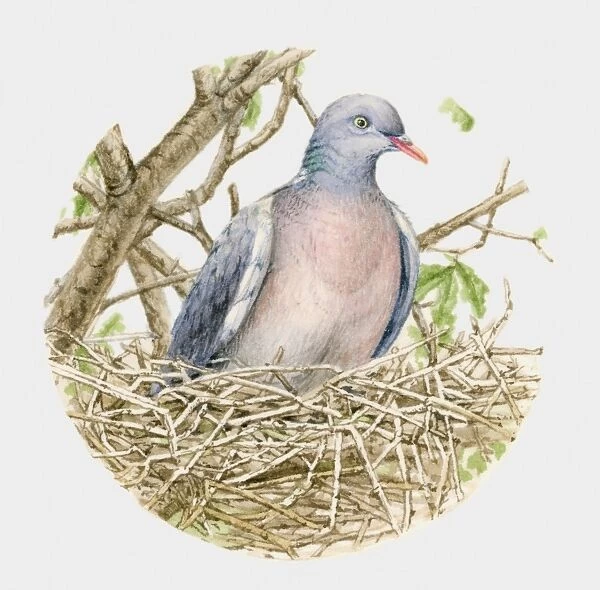 Illustration of a Wood pigeon (Columba palumbus) in a nest