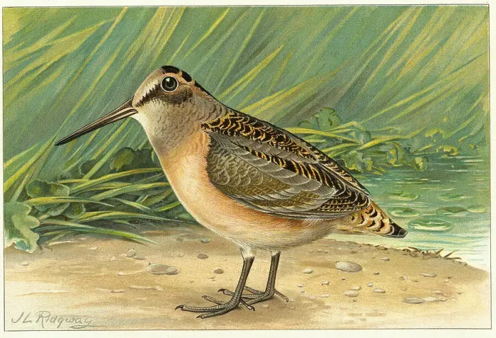 Framed Print : Illustration of Woodcock Framed Print : Illustration of Woodcock