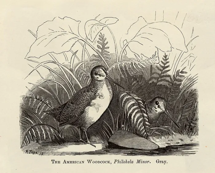 Framed Print : Illustration of Two Woodcocks Framed Print : Illustration of Two Woodcocks