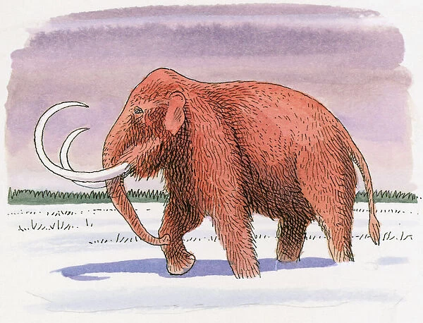 Illustration of Woolly Mammoth (Mammuthus primigenius), walking in snow at beginning of Ice Age