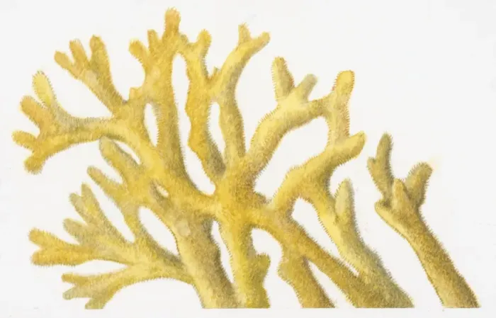 Framed Print : Illustration of yellow coral