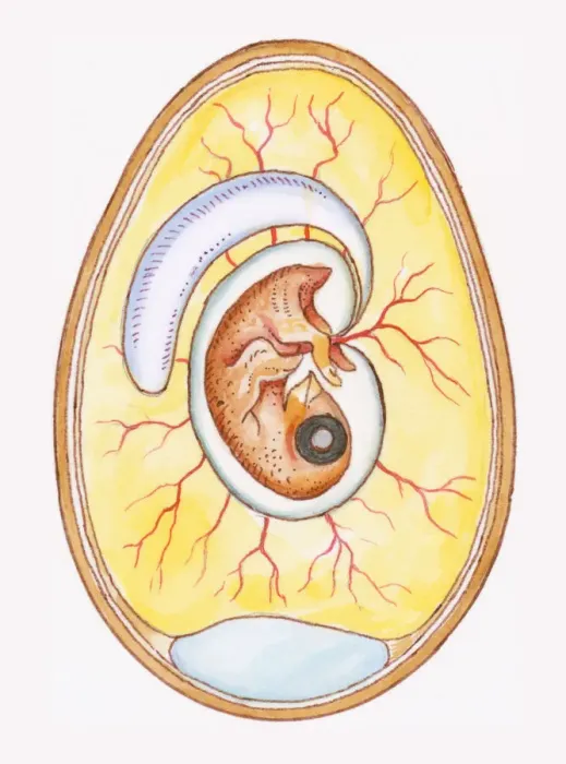 Framed Print : Illustration of yoke sac and amniotic membrane surrounding chicken embryo Framed Print : Illustration of yoke sac and amniotic membrane surrounding chicken embryo