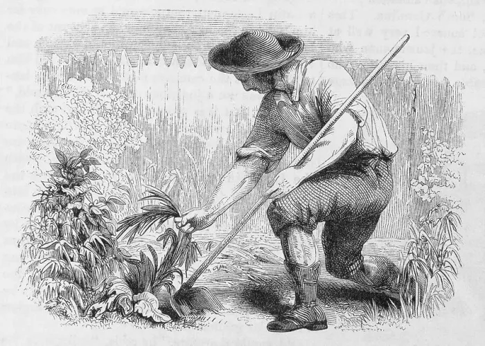 Framed Print : Illustration of Young Benjamin Franklin in a Garden Framed Print : Illustration of Young Benjamin Franklin in a Garden