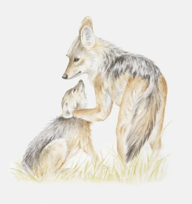 Framed Print : Illustration of two young Black-backed jackals (Canis mesomelas) playing Framed Print : Illustration of two young Black-backed jackals (Canis mesomelas) playing