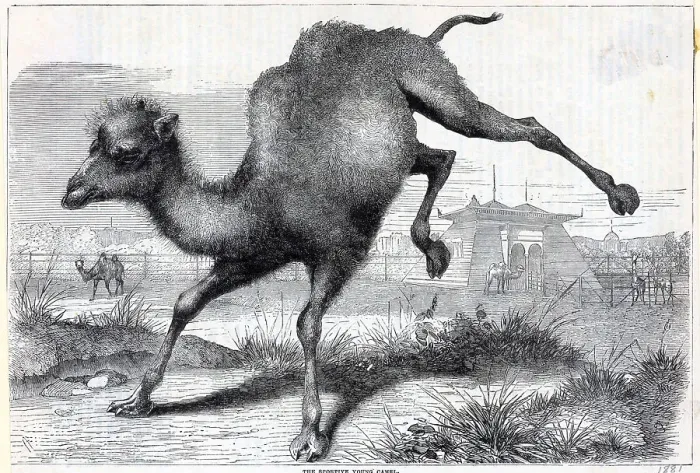 Framed Print : Illustration Of A Young Camel Playing Framed Print : Illustration Of A Young Camel Playing