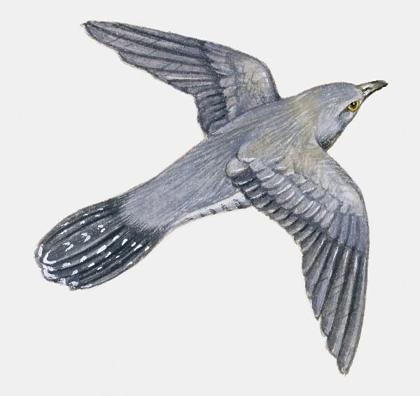 Illustration if a young Cuckoo (Cuculus canorus) in flight