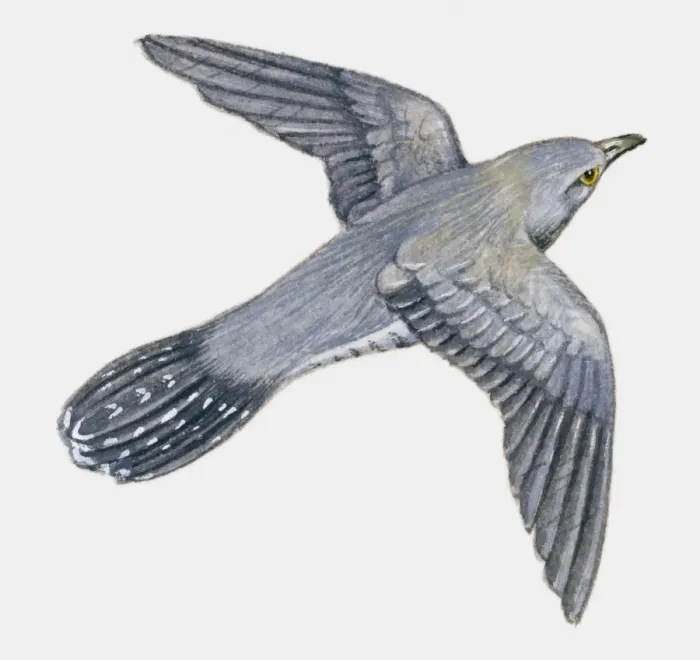Framed Print : Illustration if a young Cuckoo (Cuculus canorus) in flight