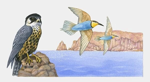 Illustration of a young Eleanoras falcon (Falco eleonorae) perched on a rock with migratory birds flying nearby