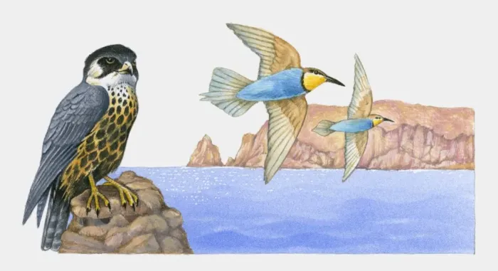 Framed Print : Illustration of a young Eleanoras falcon (Falco eleonorae) perched on a rock with migratory birds flying nearby