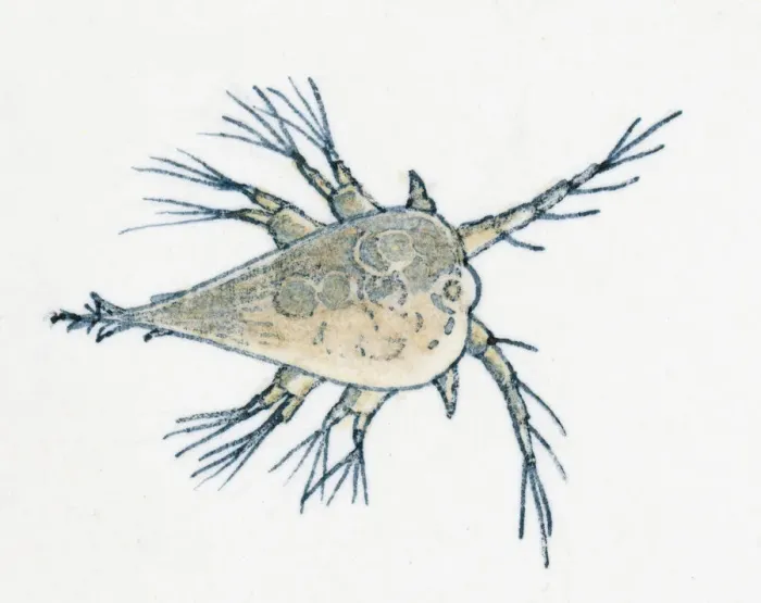 Framed Print : Illustration of young Rock Barnacle (Semibalanus balanoides) Framed Print : Illustration of young Rock Barnacle (Semibalanus balanoides)