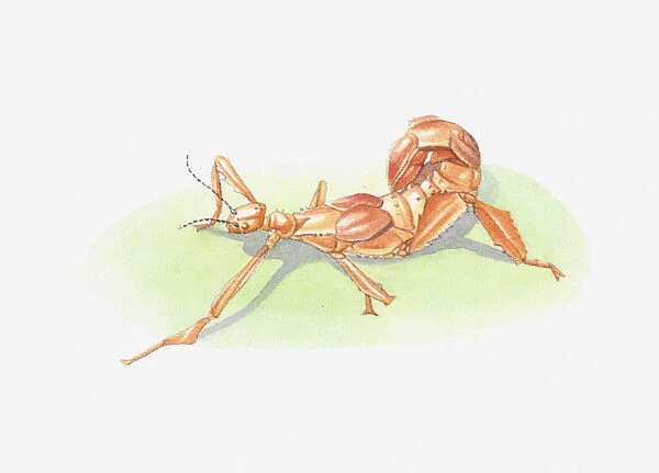Illustration of young stick insect