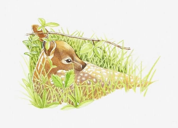 Illustration of young White-tailed Deer (Odocoileus virginianus) lying in long grass for protection