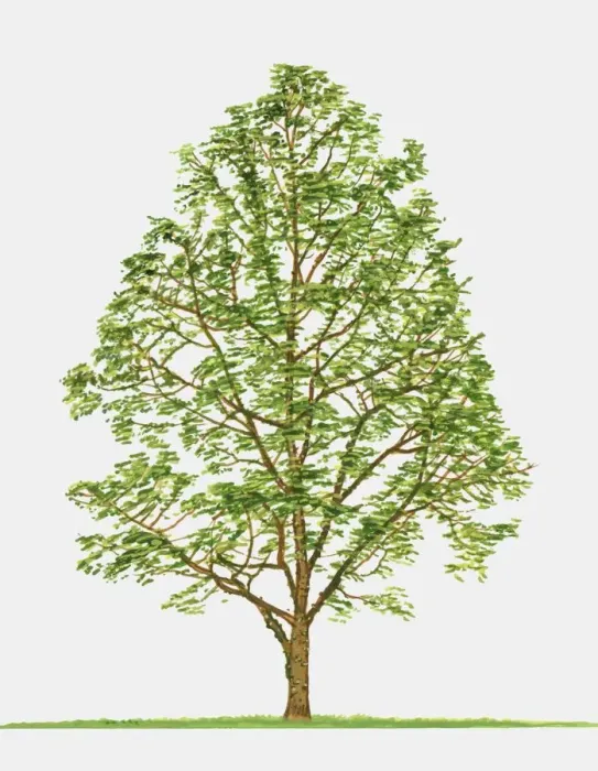 Framed Print : Illustration of Zanthoxylum americanum (Toothache Tree), showing summer leaves Framed Print : Illustration of Zanthoxylum americanum (Toothache Tree), showing summer leaves