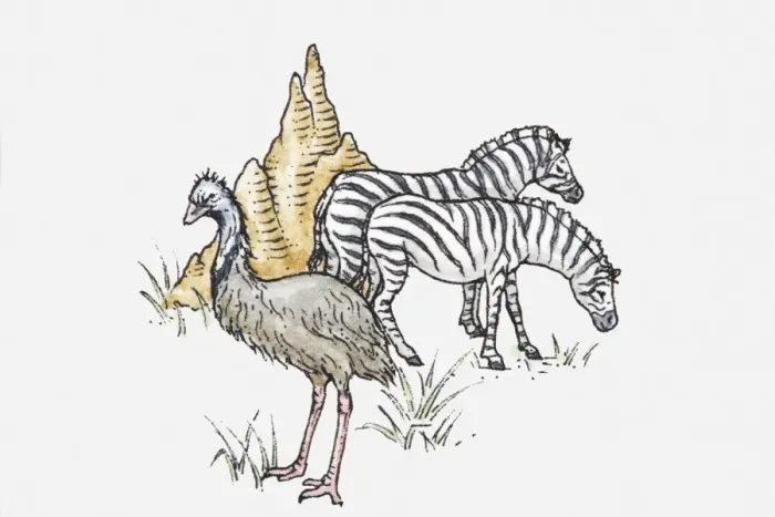 Framed Print : Illustration of two zebras, an emu, and a termite nest, illustrating grassland wildlife