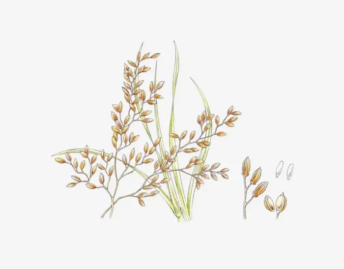 Framed Print : Illustration of Zizania (Wild Rice) and seeds Framed Print : Illustration of Zizania (Wild Rice) and seeds