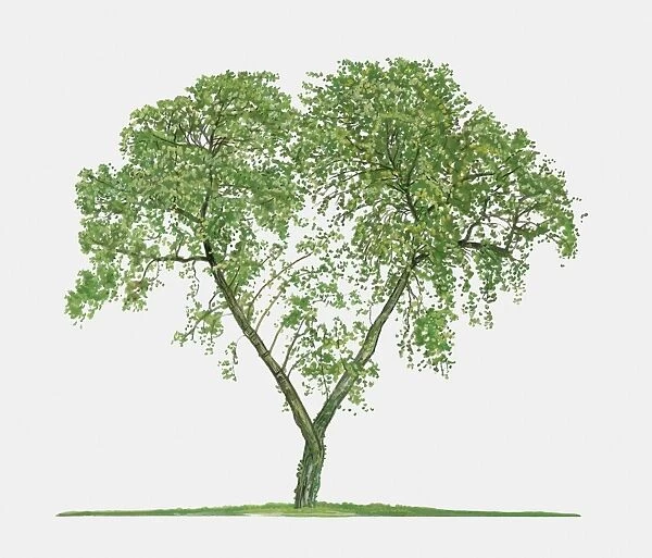 Illustration of Ziziphus zizyphus (Jujube), a small deciduous tree showing summer leaves