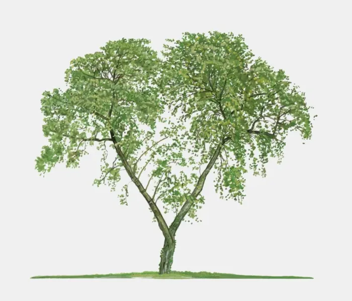 Framed Print : Illustration of Ziziphus zizyphus (Jujube), a small deciduous tree showing summer leaves Framed Print : Illustration of Ziziphus zizyphus (Jujube), a small deciduous tree showing summer leaves