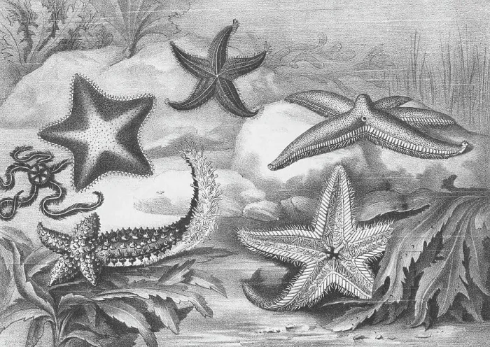 Framed Print : Illustrations of Star Fish Framed Print : Illustrations of Star Fish