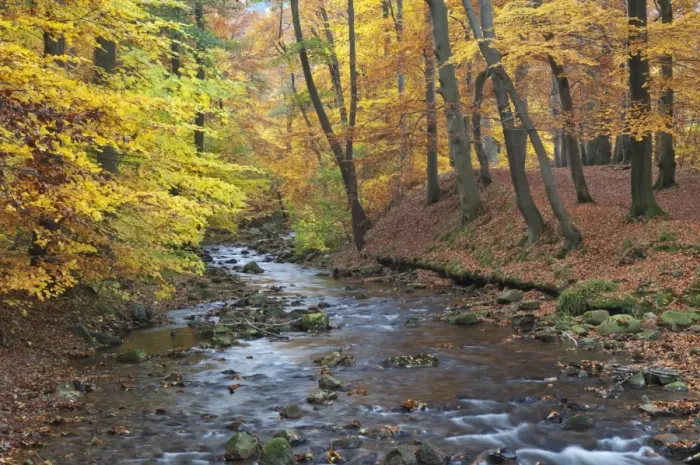 Framed Print : Ilse brook in autumn, Ilsetal valley, Harz region, Saxony-Anhalt, Germany, Europe Framed Print : Ilse brook in autumn, Ilsetal valley, Harz region, Saxony-Anhalt, Germany, Europe