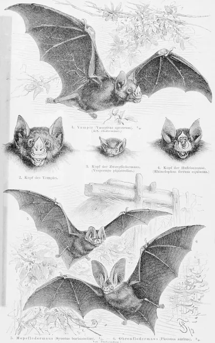 Framed Print : Ilustration of Six Types of Bats Framed Print : Ilustration of Six Types of Bats
