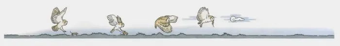 Framed Print : Image sequence illustration of Barn Owl (Tyto alba) hunting for mice at night Framed Print : Image sequence illustration of Barn Owl (Tyto alba) hunting for mice at night