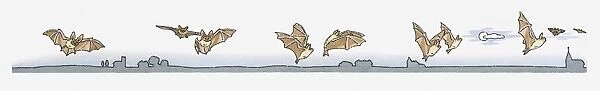 Image sequence illustration of Bat flying at night in search of insects