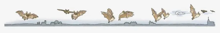 Framed Print : Image sequence illustration of Bat flying at night in search of insects Framed Print : Image sequence illustration of Bat flying at night in search of insects