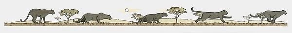 Image sequence illustration of Black Panther (Panthera Onca) running at night