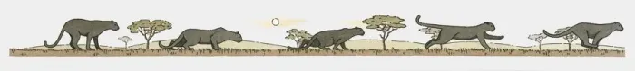 Framed Print : Image sequence illustration of Black Panther (Panthera Onca) running at night Framed Print : Image sequence illustration of Black Panther (Panthera Onca) running at night