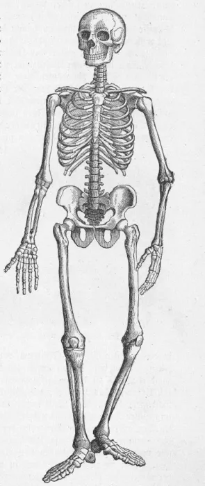 Framed Print : Image Type bone skeleton Object Science & Technology Medicine & Healthcare Subject Framed Print : Image Type bone skeleton Object Science & Technology Medicine & Healthcare Subject