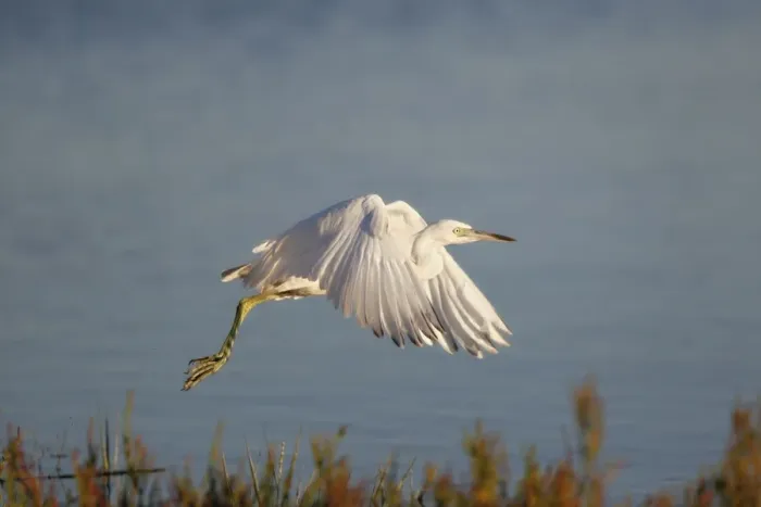 Framed Print : Immature little blue heron in flight Framed Print : Immature little blue heron in flight