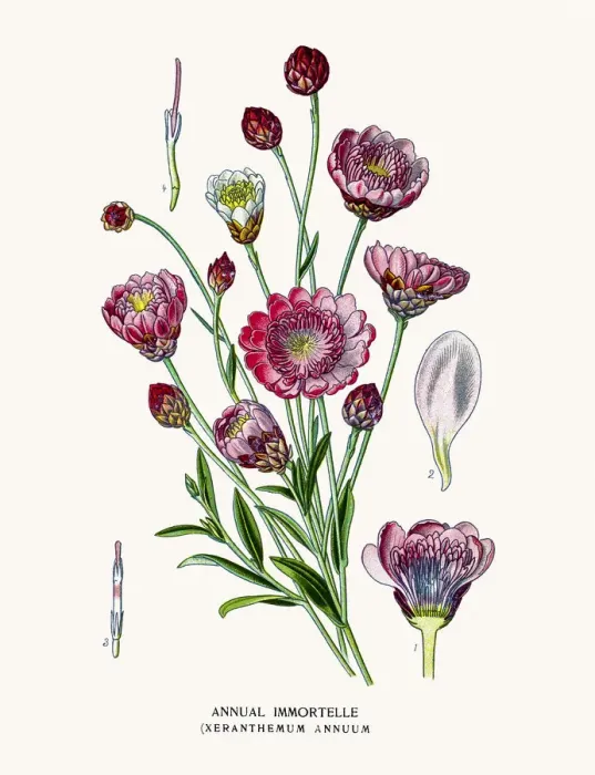 Framed Print : Immortelle plants Framed Print : Immortelle plants