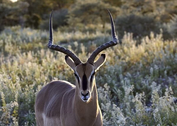 Impala -Aepyceros melampus-, Etosha National Park, Namibia