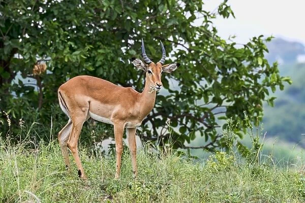 Impala -Aepyceros melampus-, Tarangire, Tanzania