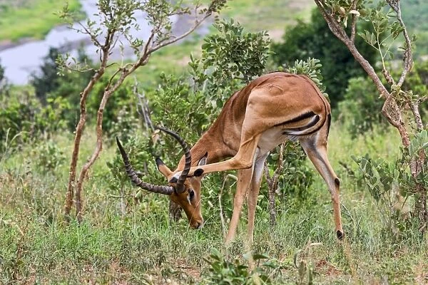 Impala -Aepyceros melampus-, Tarangire, Tanzania