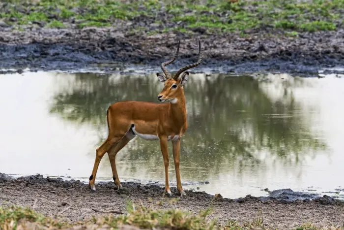 Framed Print : Impala -Aepyceros melampus- at a waterhole, Tarangire, Tanzania Framed Print : Impala -Aepyceros melampus- at a waterhole, Tarangire, Tanzania