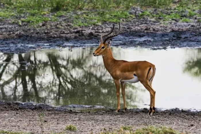 Framed Print : Impala -Aepyceros melampus- at a waterhole, Tarangire, Tanzania Framed Print : Impala -Aepyceros melampus- at a waterhole, Tarangire, Tanzania